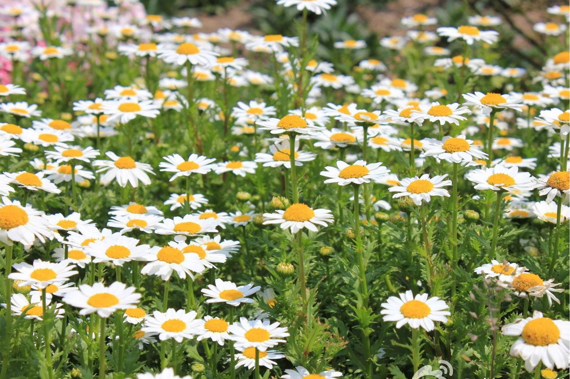  p>白晶菊又名小 a href="#">白菊 /a>,为一,二年生草本花卉.