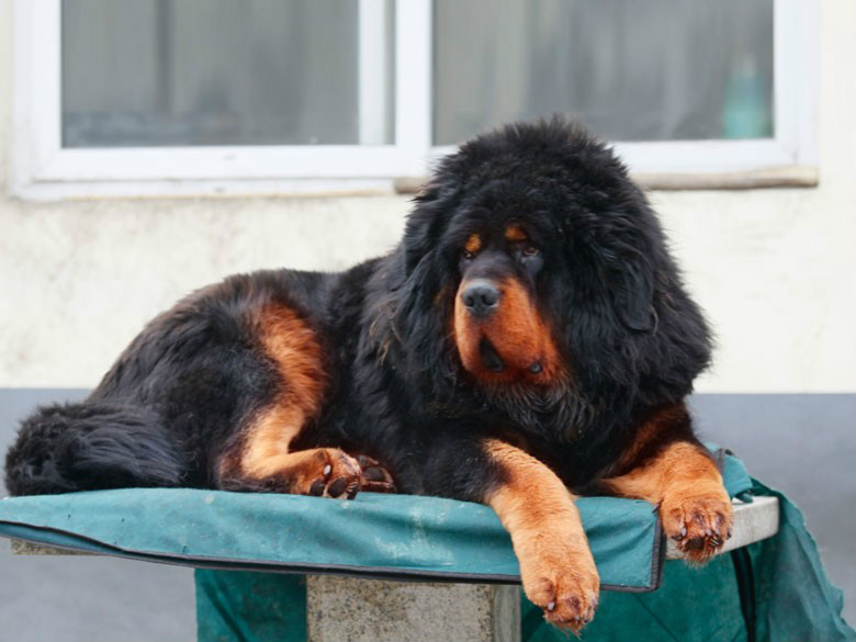  p>藏獒(英文名tibetan mastiff),拉丁学名canis lupus familiaris,又