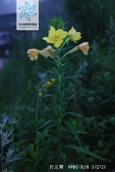 月光草