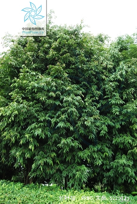  p>竹叶榕(学名:ficus stenophylla)为 a href="#" data-lemmaid="