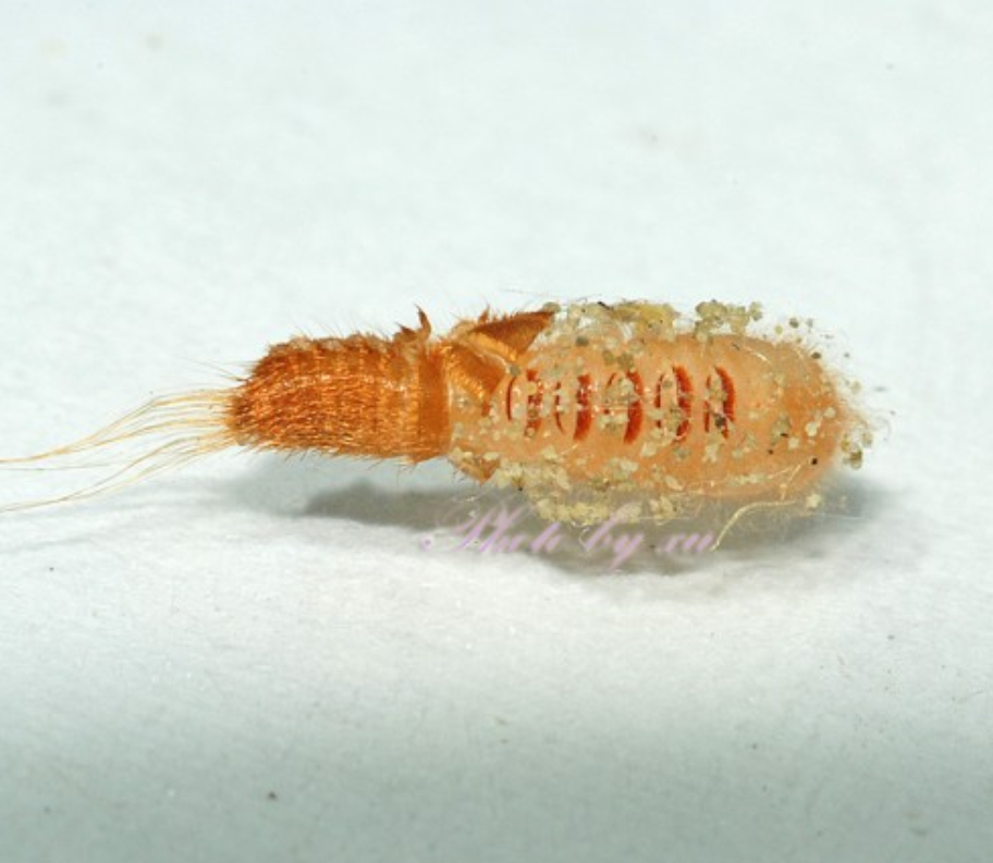  p>黑皮蠹(attagenus minutus olivier)是一种 a