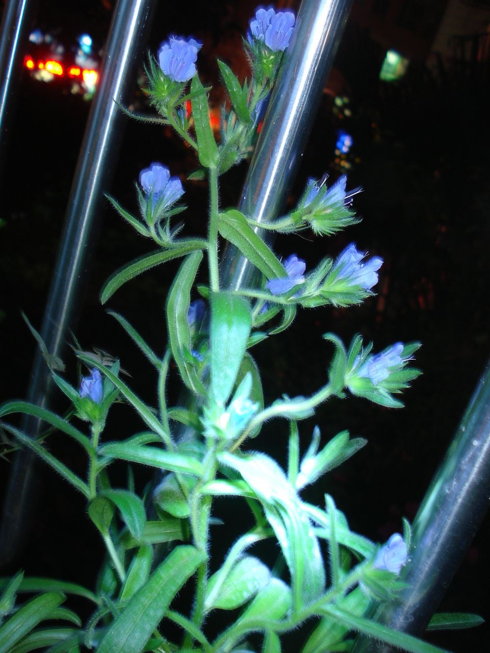  p>蓝蓟(学名: i>echium vulgare /i> l.