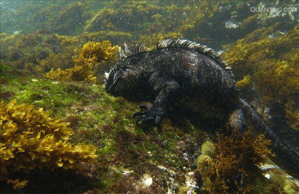  p>海鬣蜥(学名: i>amblyrhynchus cristatus /i>):是仅出没在 a href