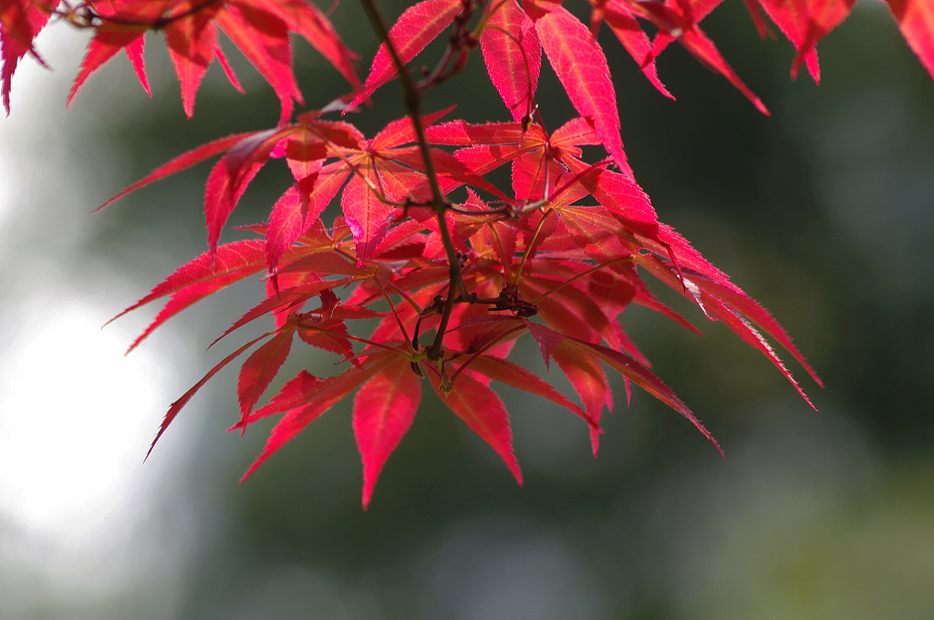 id="tzwo5ykbm9jd">红花槭(acer rubrum),是无患子科槭属的大型乔木