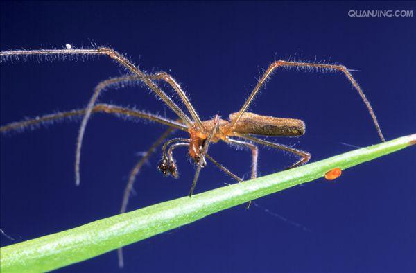  p data-id="gnx3f1oo17">草蜘蛛又叫花蜘蛛,草蛛,迷路漏斗草蛛,为