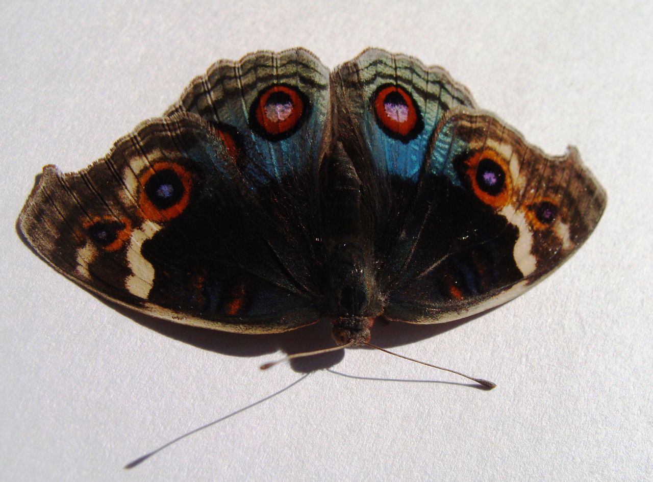 junonia orithya