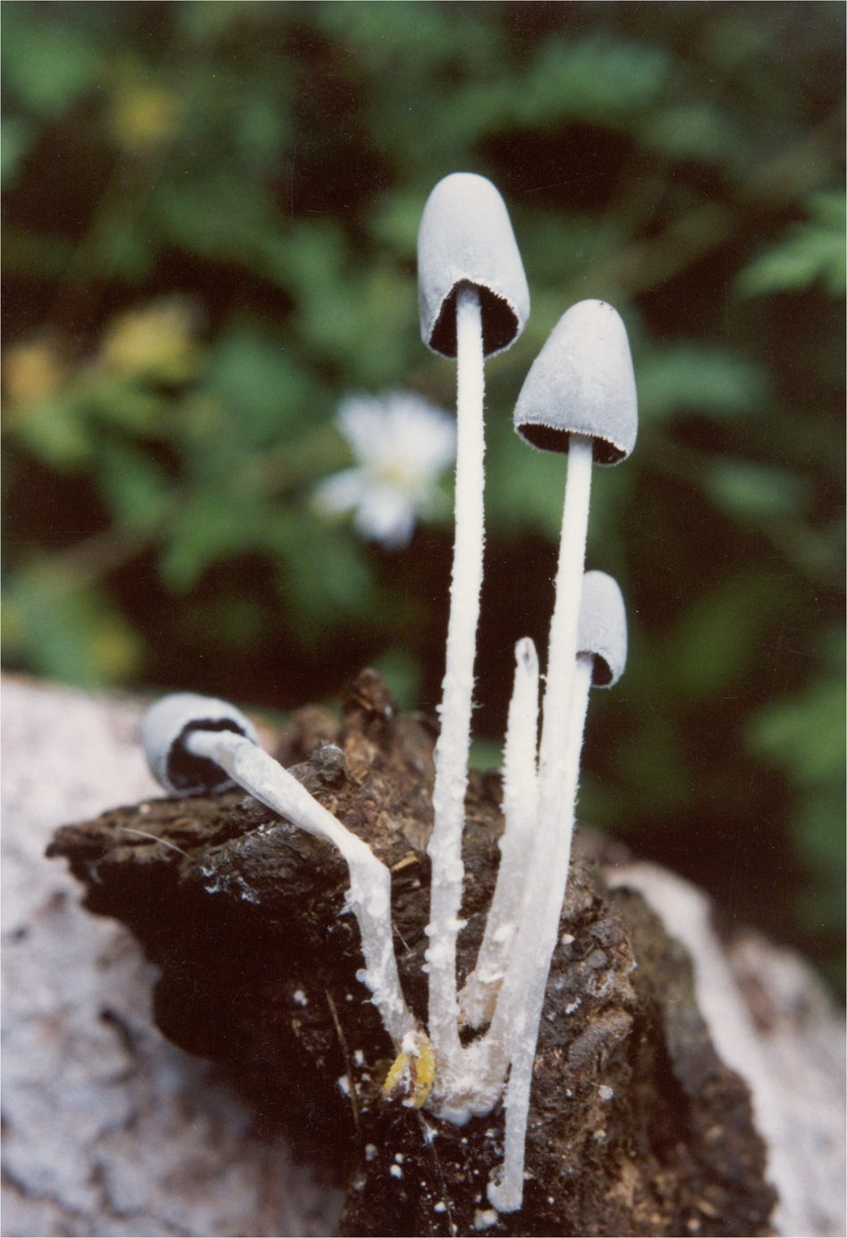  p>白绒鬼伞,生肥土上或生林地上.