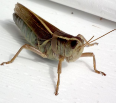 动物--昆虫科-蝗虫