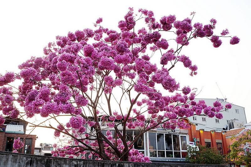 p>洋红风铃木是一种植物界被子植物门木兰纲桔梗目紫葳科风铃木属