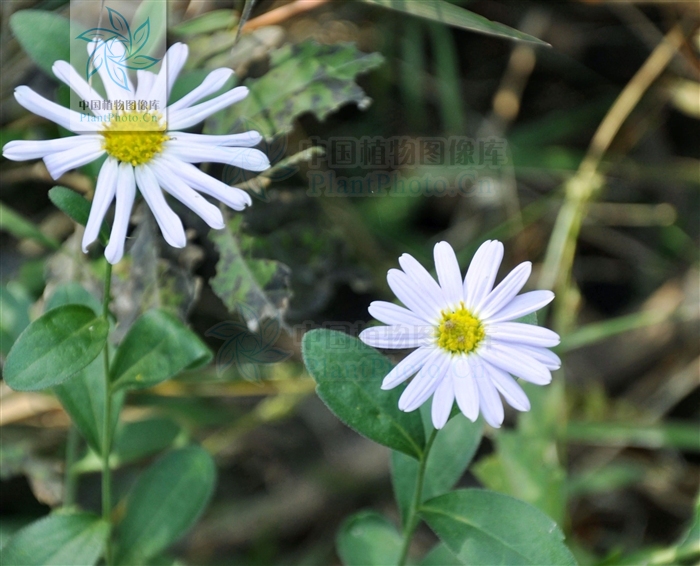  p>白舌紫菀( a href="#" data-lemmaid="8074290">学名 /a>:aster