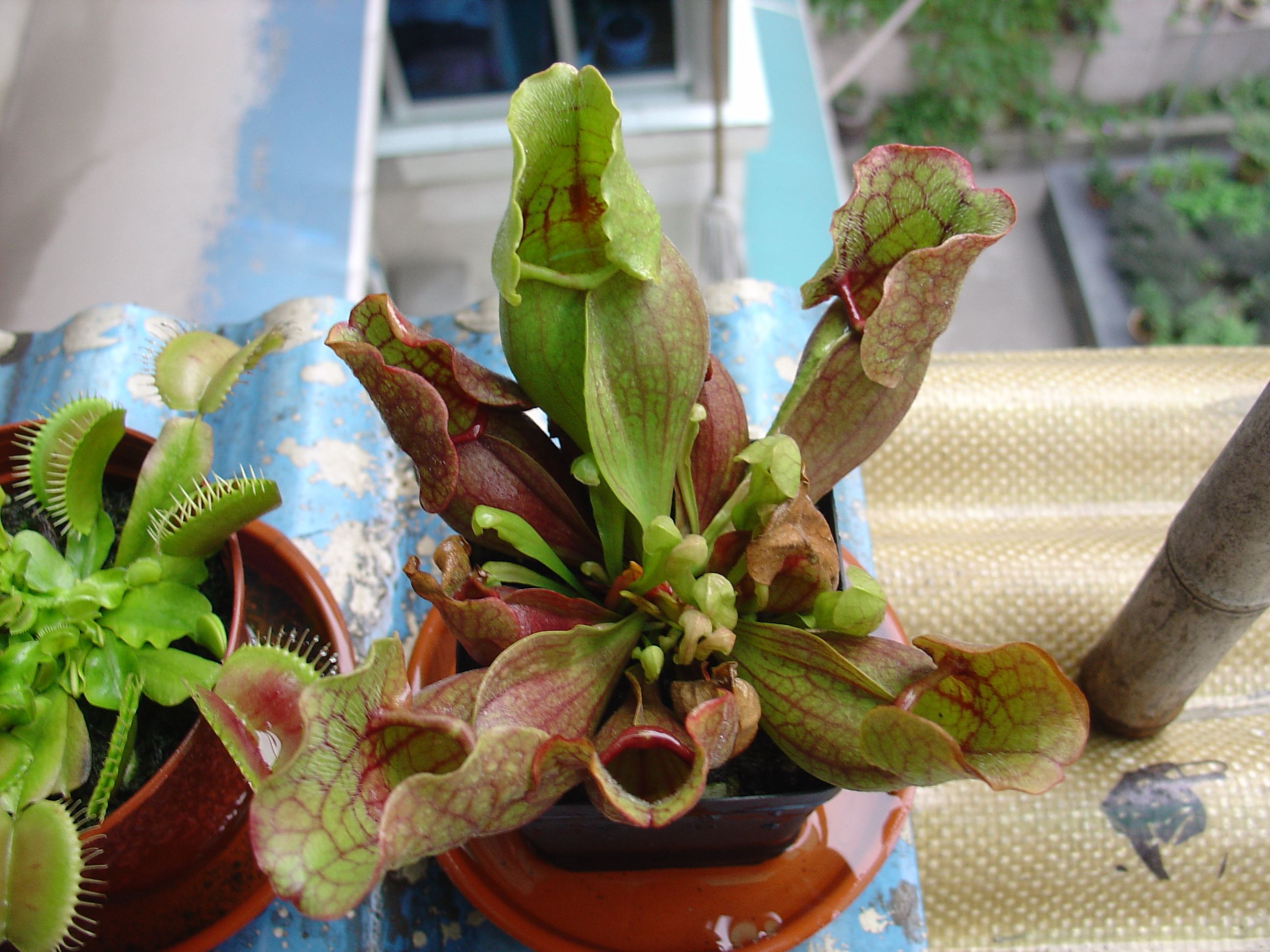  p>紫瓶子草(学名:sarracenia purpurea)是 a href="#">多年生草本 /a