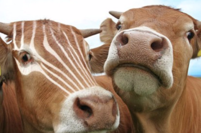 转基因动物食品