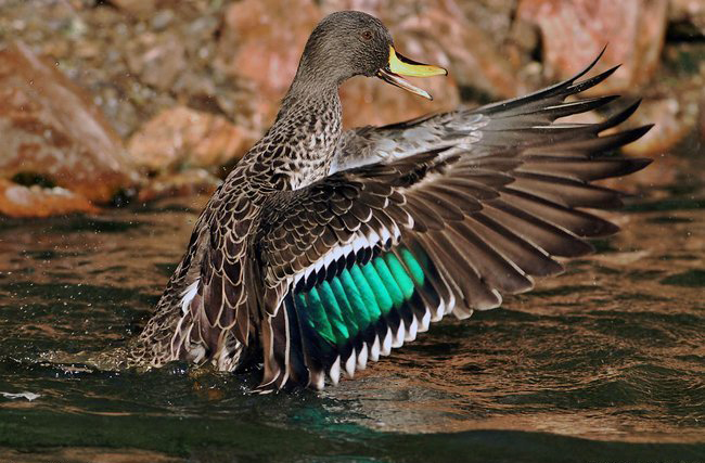  p>非洲黄嘴鸭(学名:anas undulata)属 a target="_blank" href="