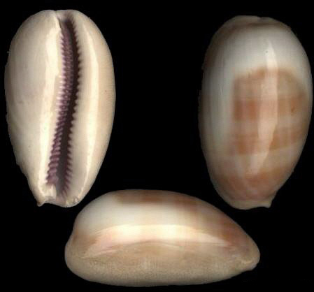 因为腹足类都有一个螺旋形贝壳包围着身体,所以也称单壳类,这是同蚌类