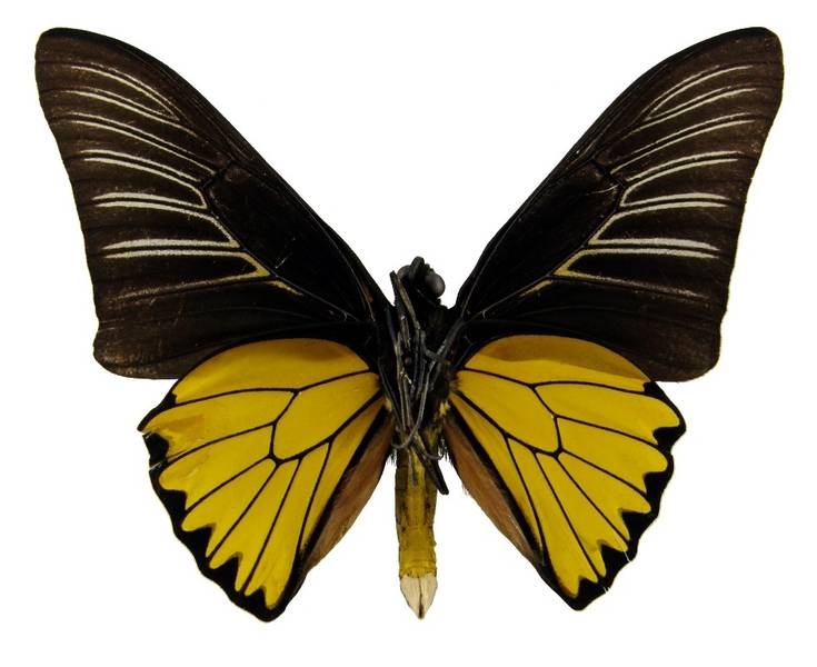 troides magellanus magellanus