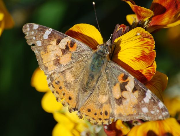 p>小红蛱蝶(学名: i>vanessa cardui /i>)是蛱蝶科红蛱蝶属的一种