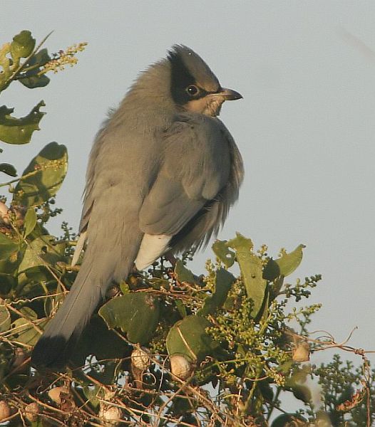  p>灰连雀(学名:hypocolius ampelinus)是鸟纲雀形目灰连雀科的仅有 a