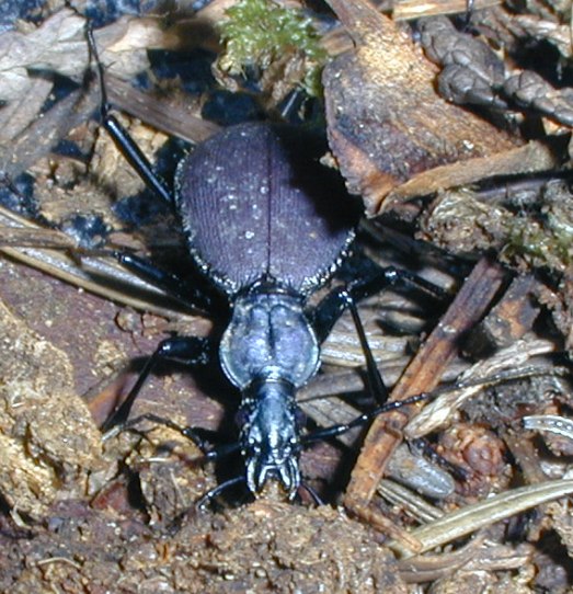 snail-eating ground beetle