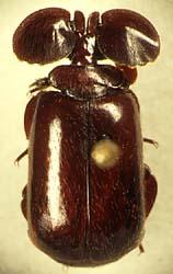 等宽或稍窄; a href="#" data-lemmaid="6268842">触角 /a>变异较大