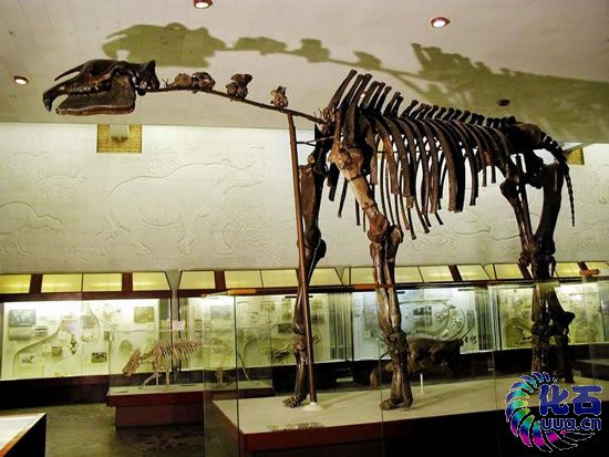 巨犀(indricotherium)