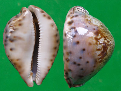  p>王子宝螺(学名:leporicypraea valentia valentia)是腹足纲宝螺科