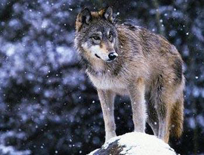  p>北落基山狼(学名:canis lupus irremotus)是灰狼的一个亚种,属于