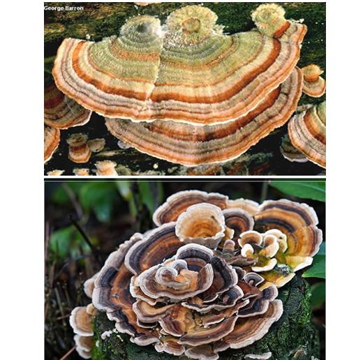  p>蛇头菌学名为"mutinus caninus",可以称得上是最丑陋的菌类.