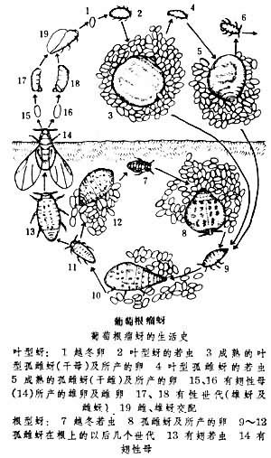phylloxera vitifoliae