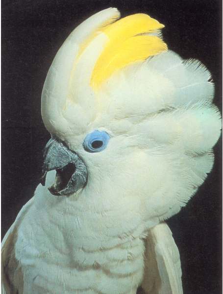  p>蓝眼凤头鹦鹉(学名: i>cacatua ophthalmica /i>)是 a href="#">鹦