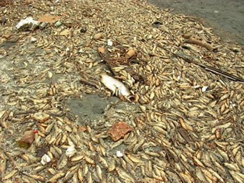 重金属 /a>或其化合物造成的 a target="_blank" href="/item/环境