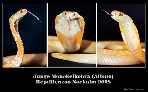  p>眼镜蛇(学名: i>naja /i>)为 a target="_blank" href="/item/眼镜