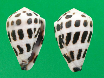  p>斑芋螺(学名:virroconus ebraeus)贝壳厚实短胖.具有外壳和水管沟.