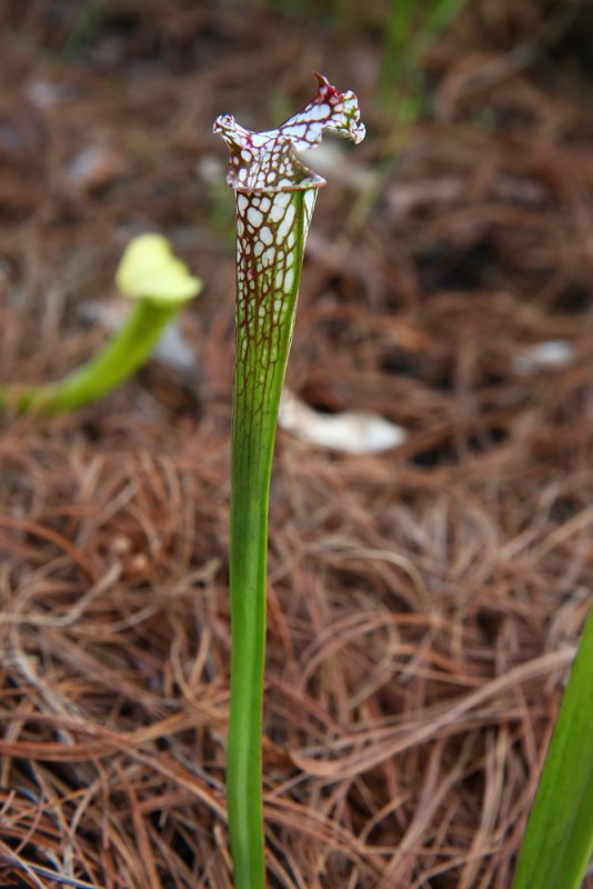 white-topped pitcher plant