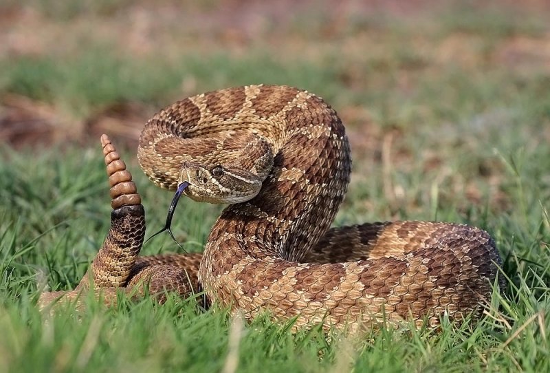  p>大草原响尾蛇(学名: i>crotalus viridis viridis /i>)是 a href="