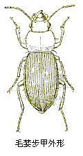  p>毛婪步甲(harpalus griseus)是步甲科昆虫的1种.