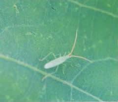  p>赤须盲蝽又称赤须蝽,为 a target="_blank" href="/item/半翅目">