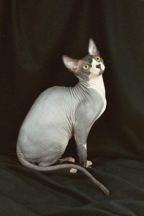  p>加拿大无毛猫(canadian hairless)亦称斯芬克斯猫,是加拿大 a href