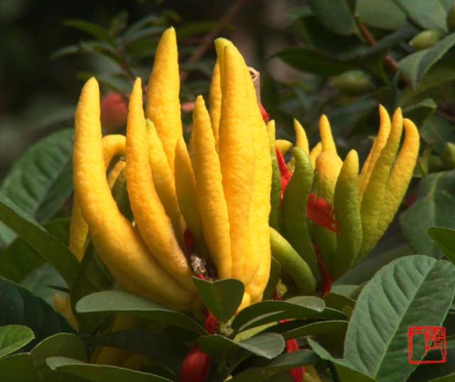  p>金佛手,花序圆锥形,春天 a href="#" data-lemmaid="8442710">