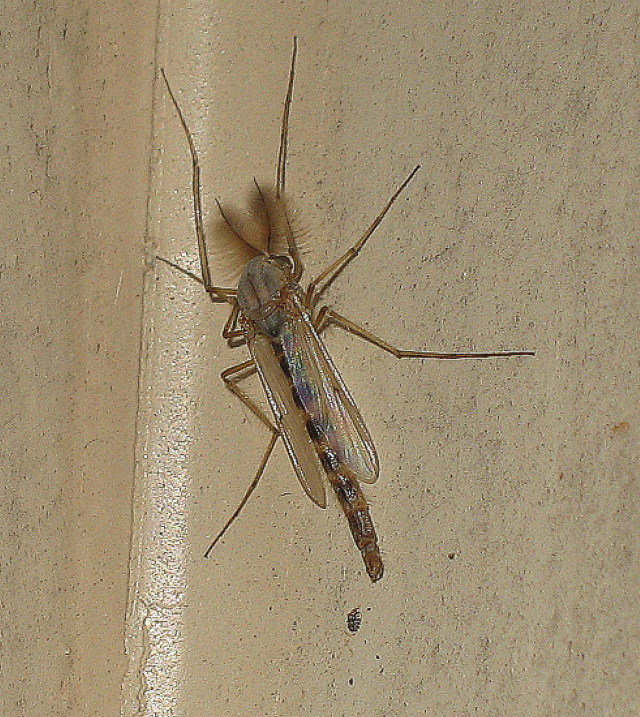 门 /a>, a href="#" data-lemmaid="7266520">六足亚门 /a>,昆虫纲, a