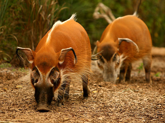  p>红河野猪(学名: i>potamochoerus porcus /i>):体长100-150厘米