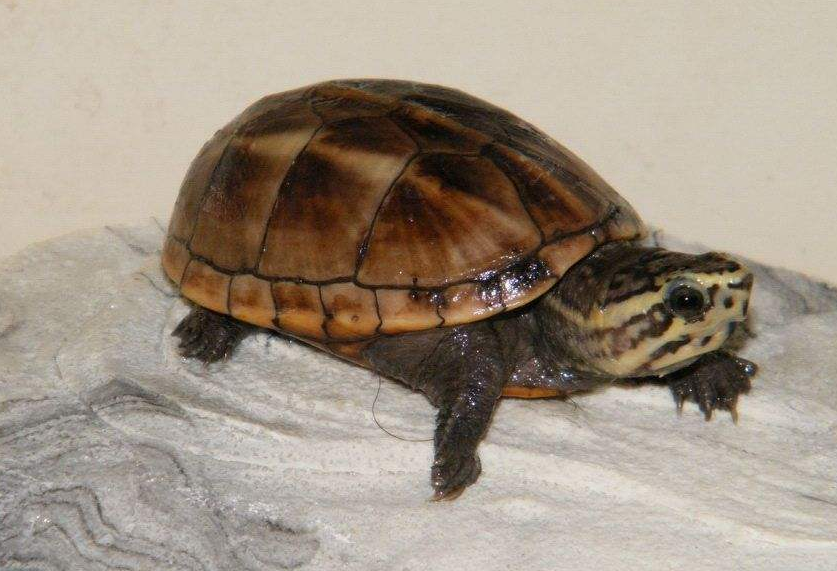  p>黄泥龟是现存最古老的爬行动物之一.