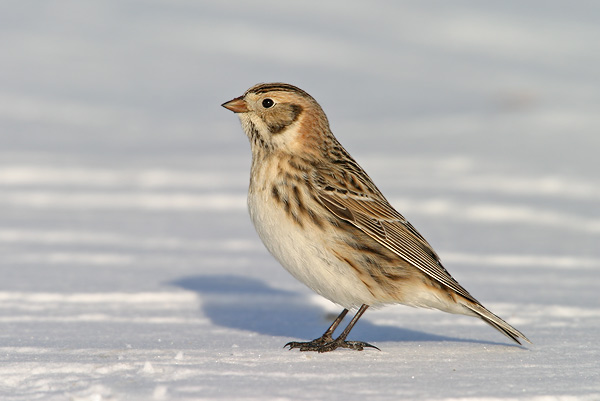  p>【中文名称】铁爪鹀阿拉斯加亚种 /p> p>【中文别名】 a href="#"