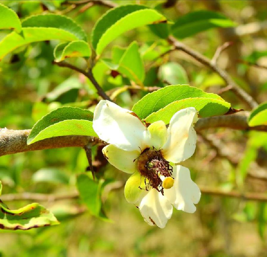  p>鼻烟盒树属  ,学名oncoba forssk.