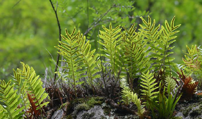  p> a target="_blank" href="/item/川滇槲蕨">川滇槲蕨 /a>