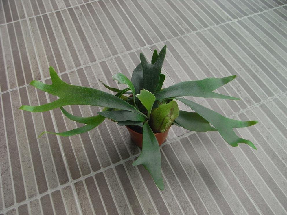  p>二歧鹿角蕨(学名: i>platycerium bifurcatum /i> (cav.) c. chr.