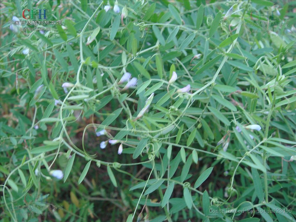  p>四花野豌豆为多年生 a target="_blank" href="/item/草本">草本 