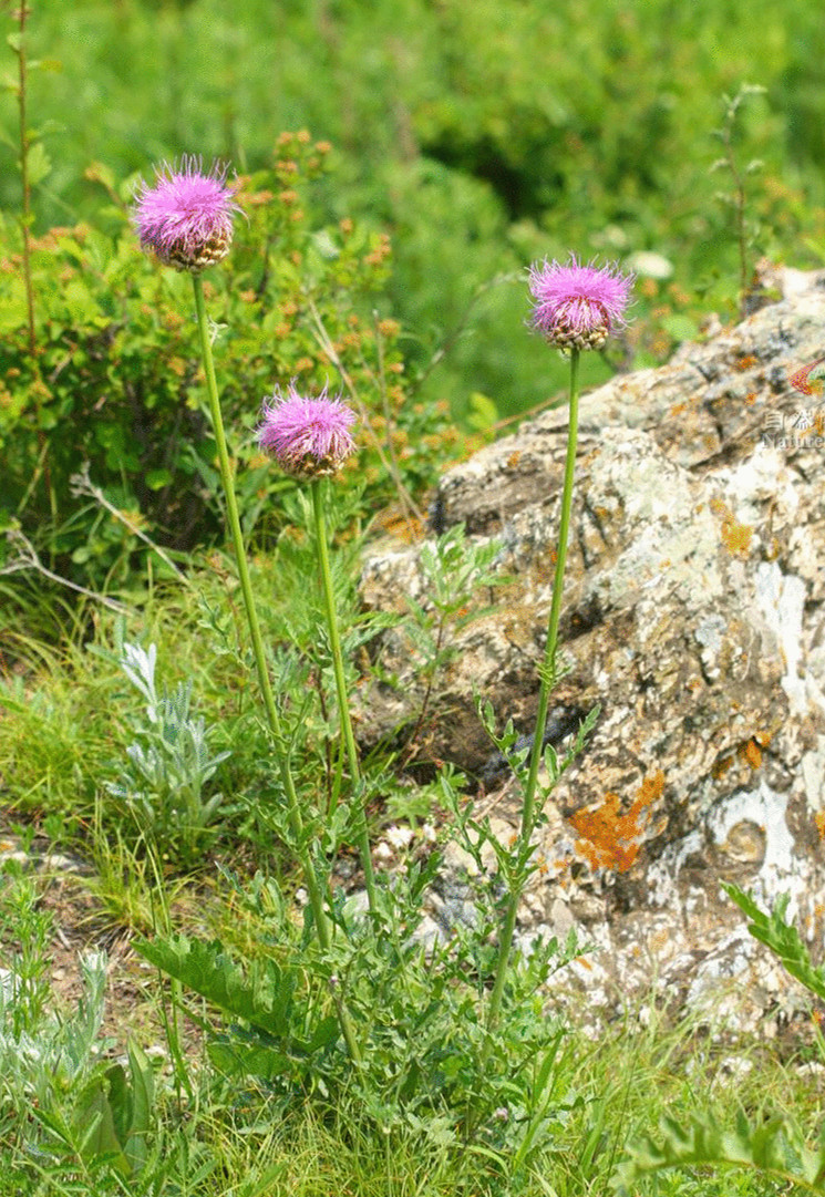  p>漏芦属双子叶植物纲菊科植物.多年生草本植物.