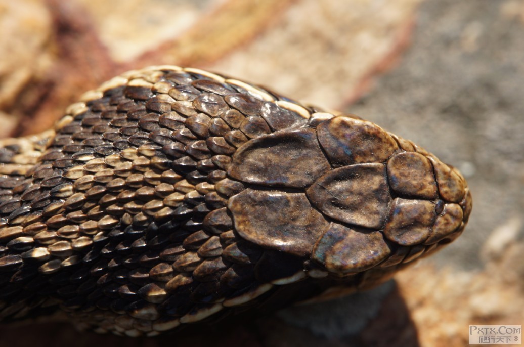  p>短尾蝮(学名: i>gloydius brevicaudus /i>)又称草上飞,地扁蛇