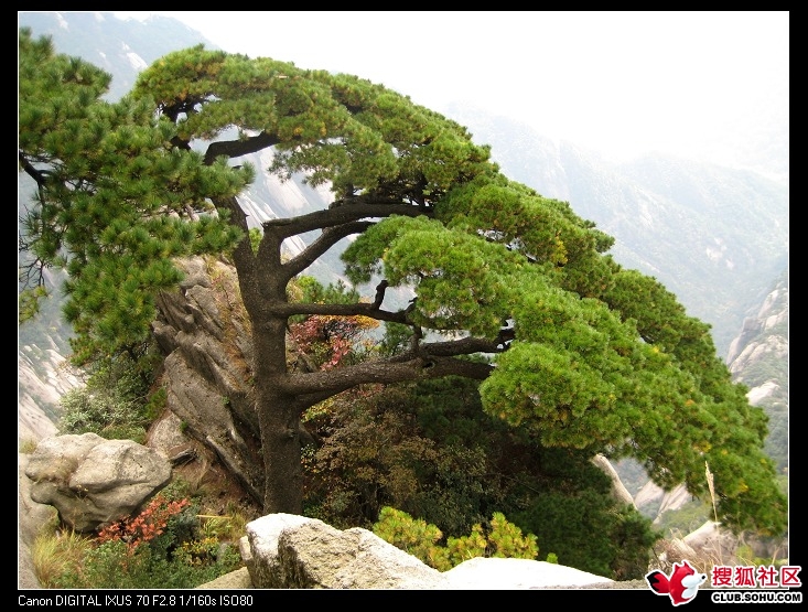  p>奇松是 a target="_blank" href="/item/黄山/9416" data-lemmaid=