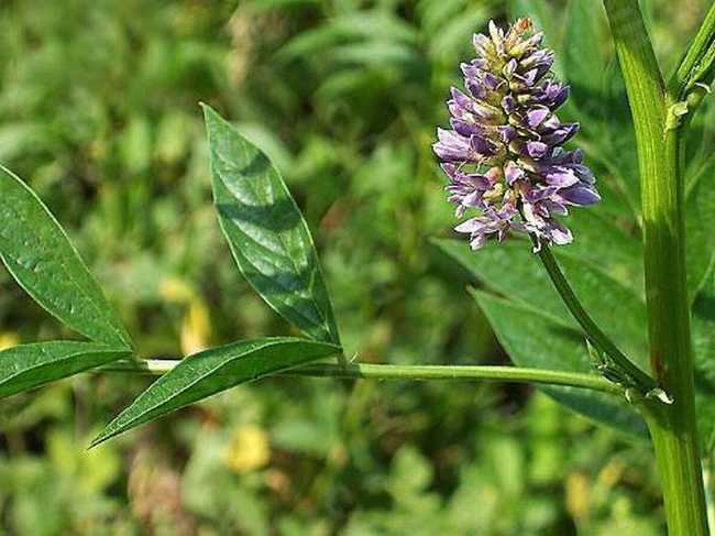 是豆科,甘草属植物.多年生草本,根与根状茎粗状,直径1-3厘米.